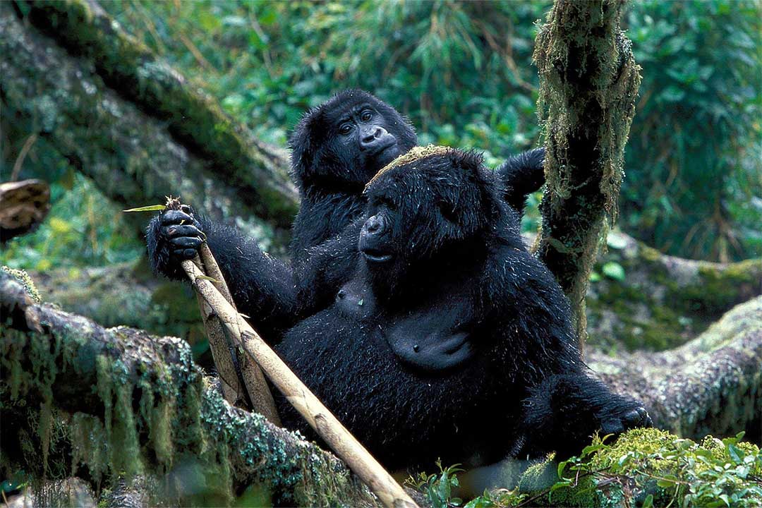 Adventurer Ugandas Fly In Gorilla Trek