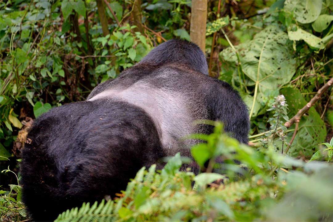 Affordable Rwanda Gorilla Trek