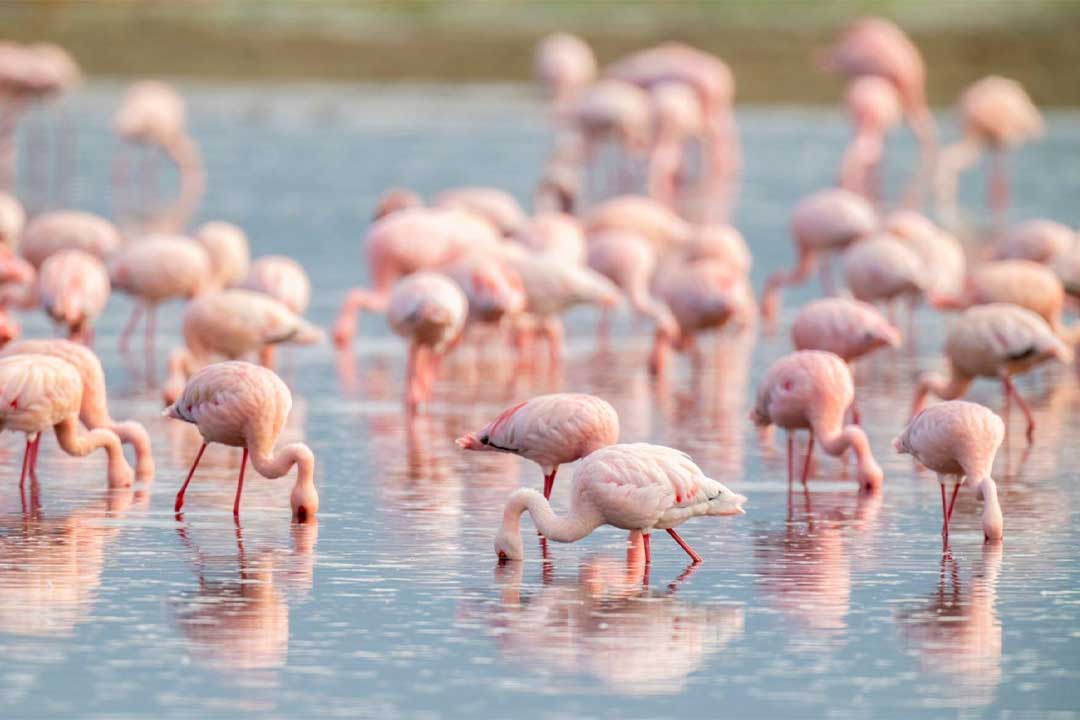 Arusha National Park Flamingoes