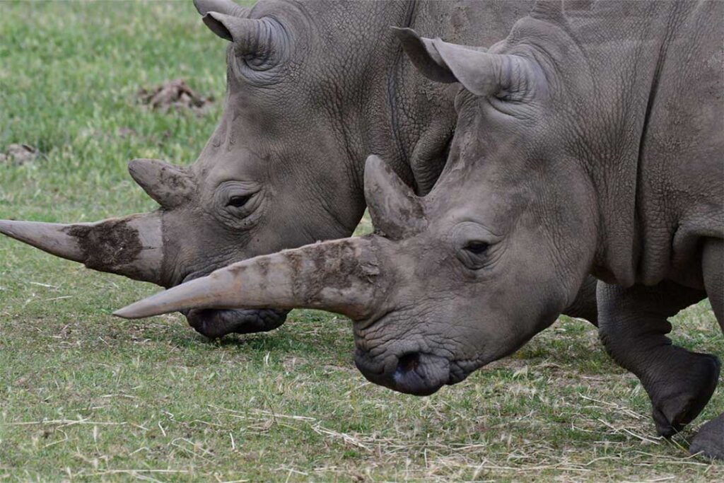 Rhino in Ngorongoro Crater
