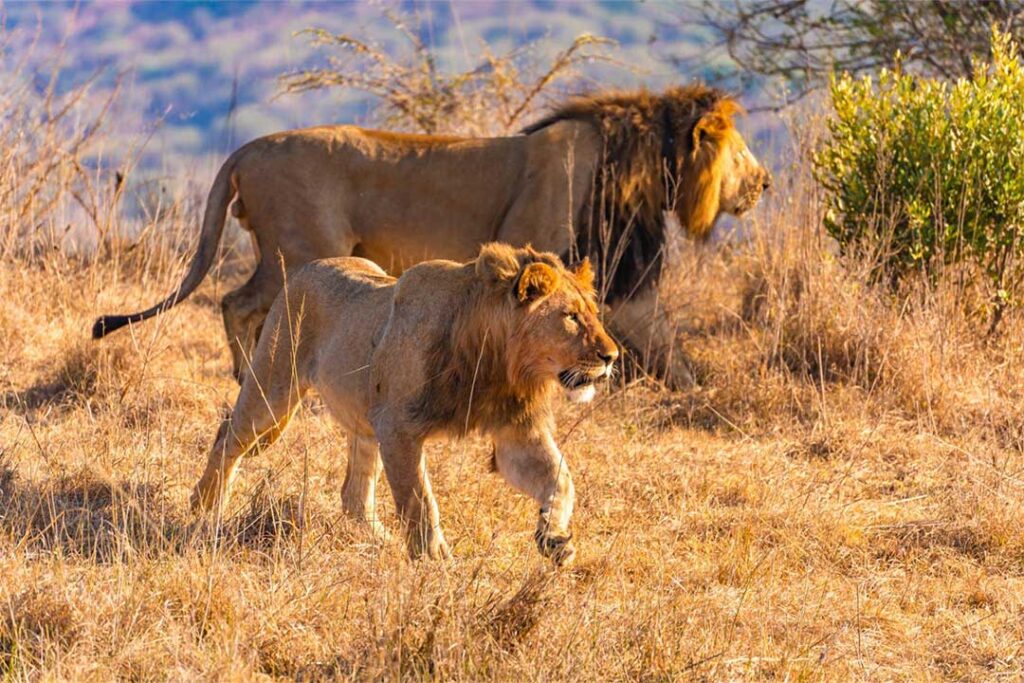 Serengeti National Park Hero