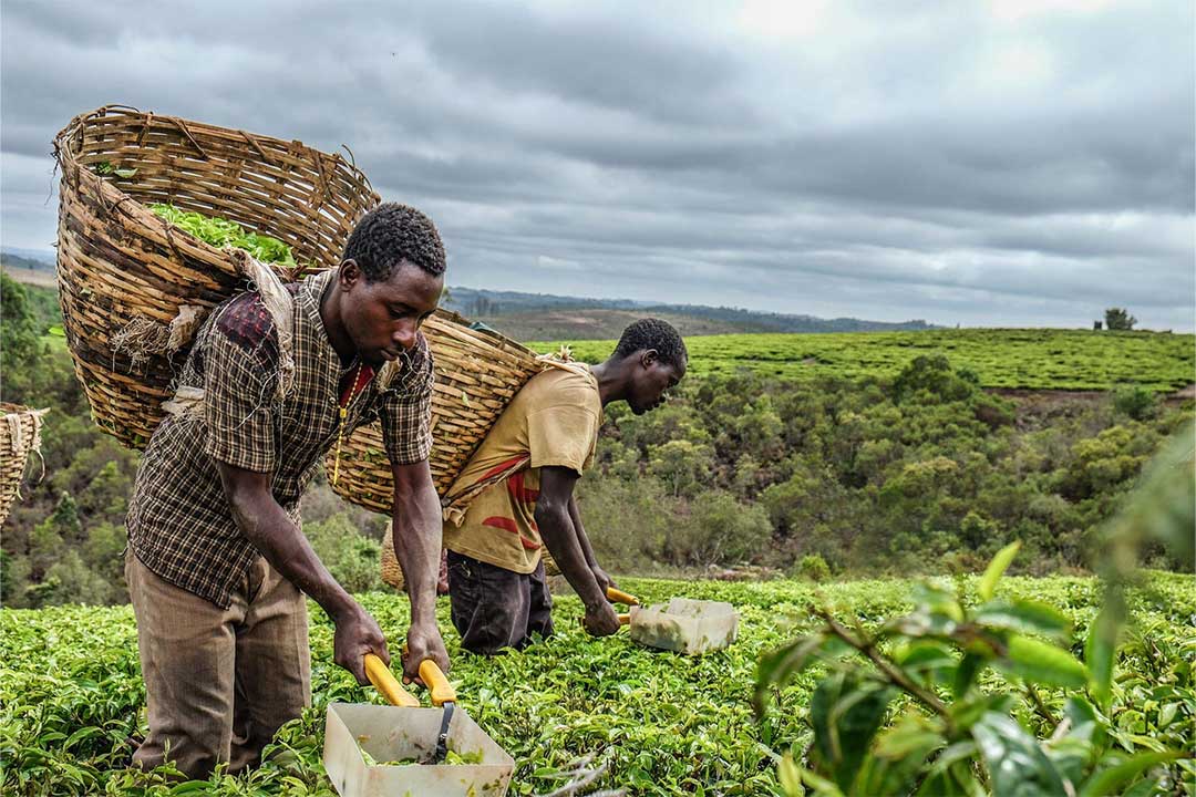 Tanzania Agriculture