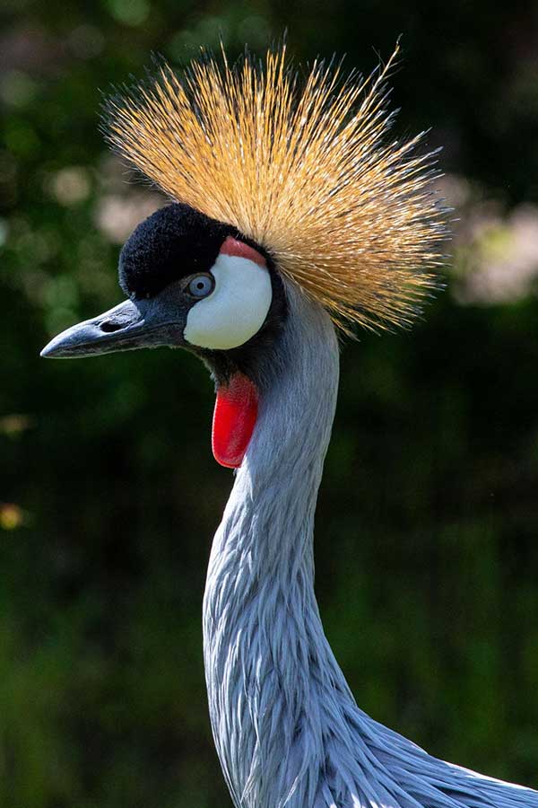 Uganda Crane