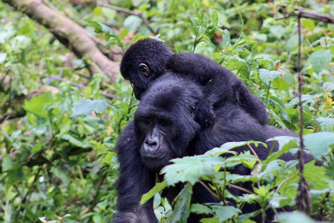 Uganda Fly In Gorillas Chimps Wildlife