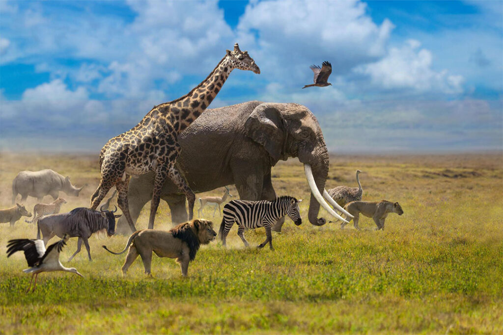 8 Days Photographers Journey Serengeti Safari