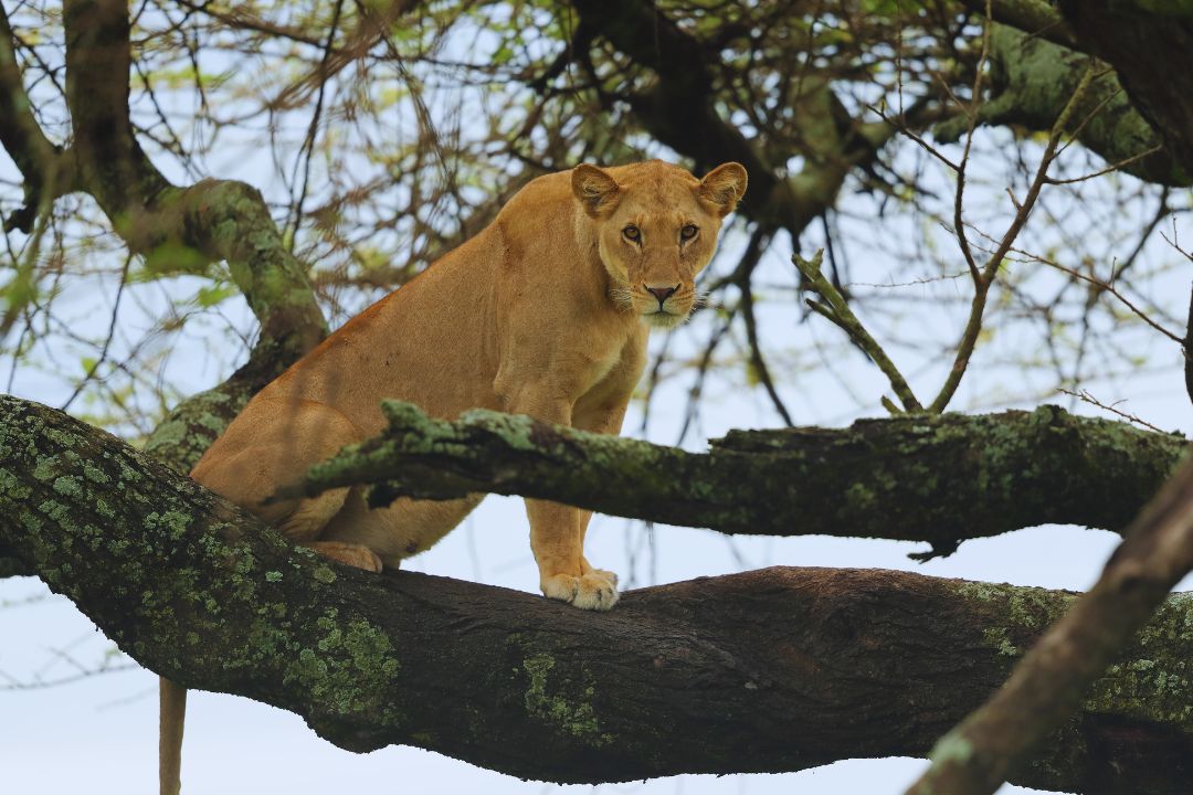 lion climbing tree