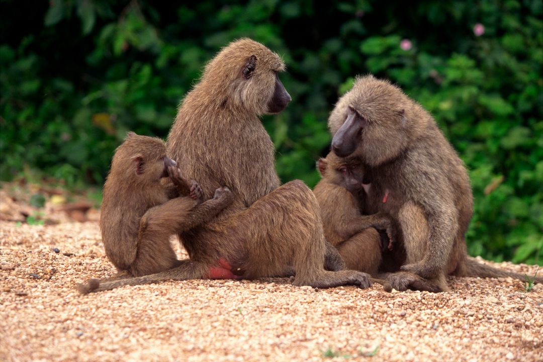 Lake Manyara National Park