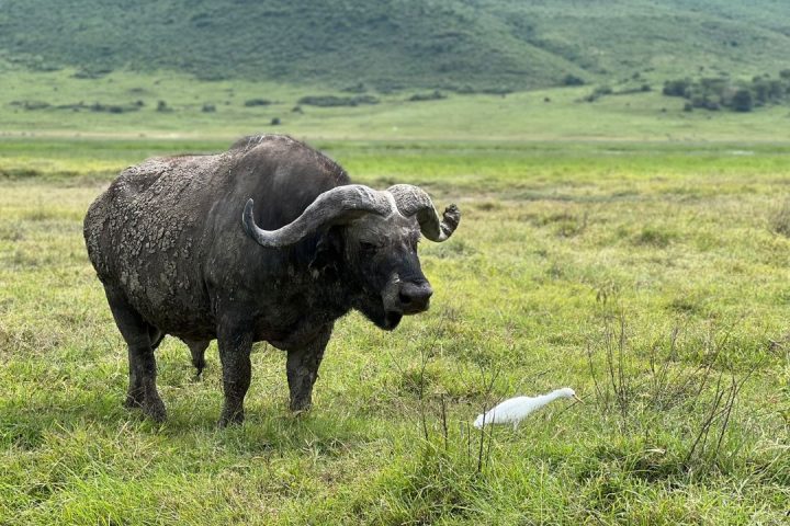 Arusha Np