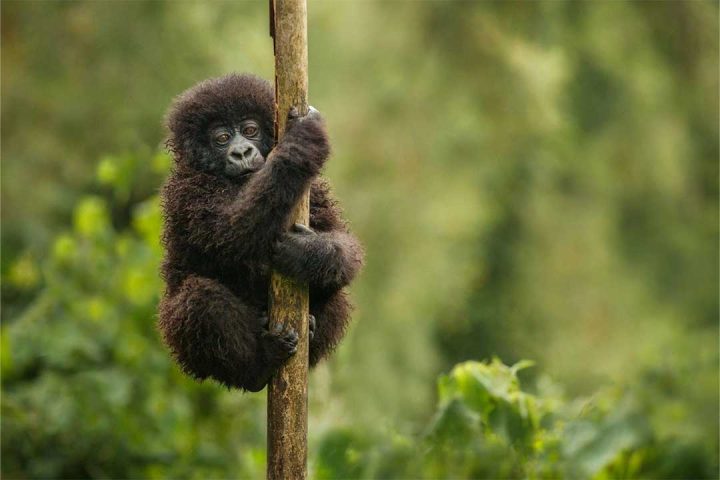 4-days-Rwanda-Safaris