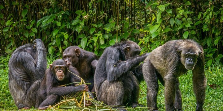5-Days-Chimpanzee-Trekking---Mahale-National-Park
