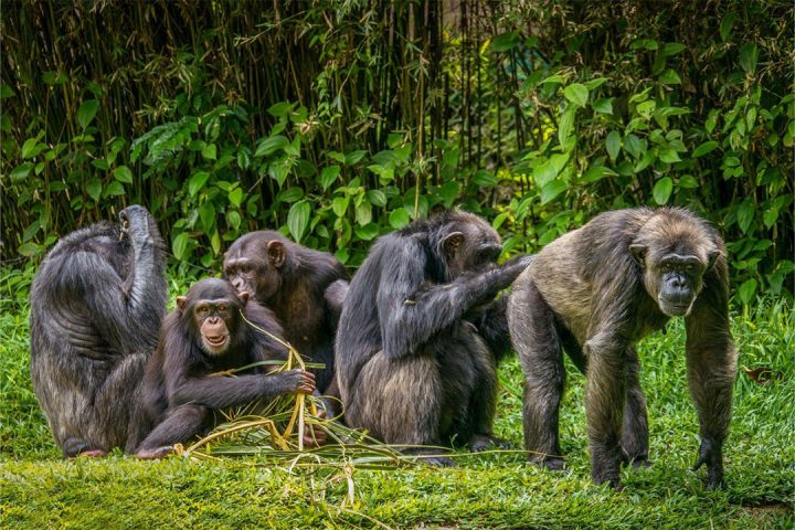 5-Days-Chimpanzee-Trekking---Mahale-National-Park
