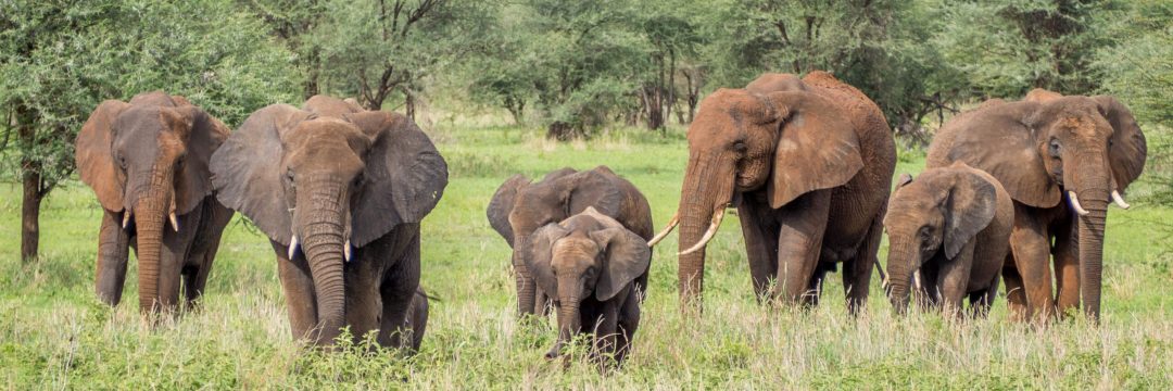 Adventure safari (3)