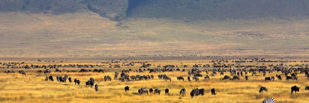 Bee Adventure safari