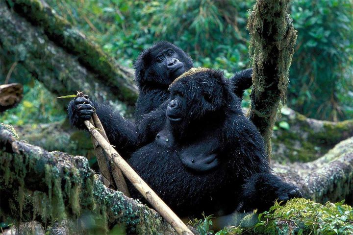 Adventurer-Uganda's-Fly-In-Gorilla-Trek