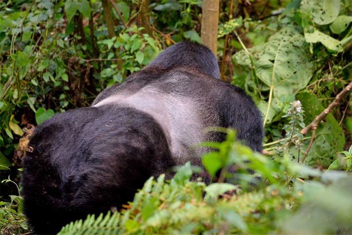 Affordable-Rwanda-Gorilla-Trek