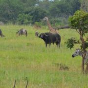 Animal (1)