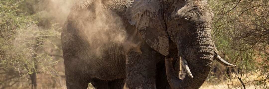 Mikumi National Park Tour