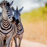 Arusha National Park (3)