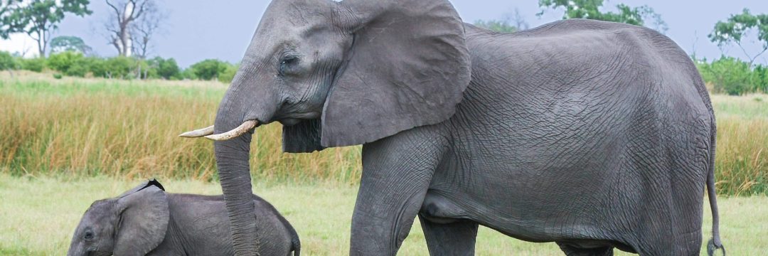 Bee Adventure SAfari (11)