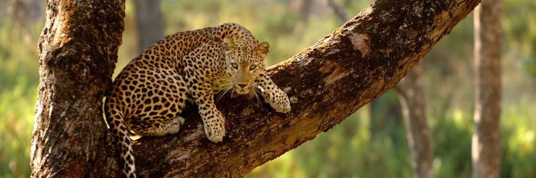 Bee Adventure SAfari (14)