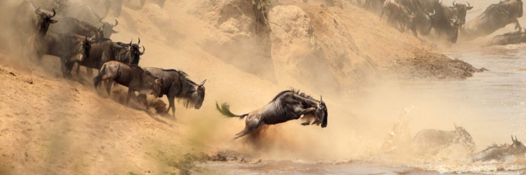 Bee Adventure SAfari (18)