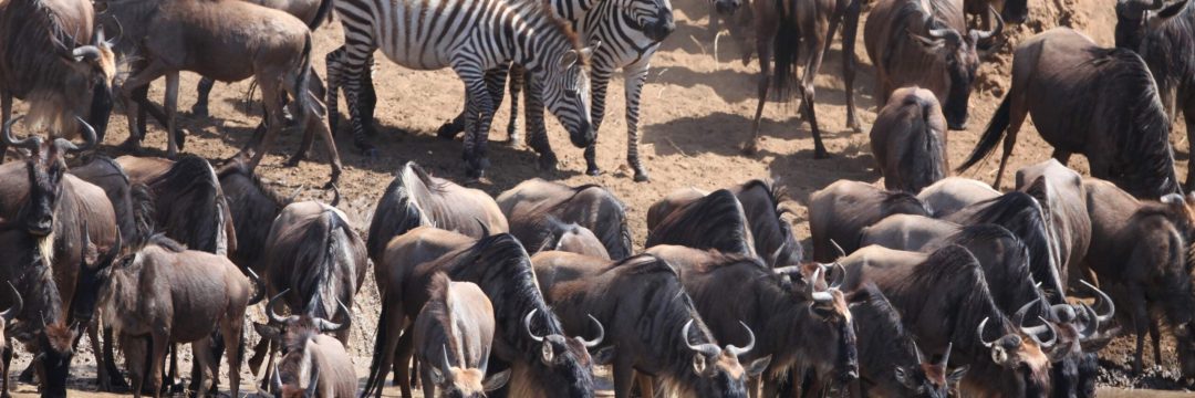 Bee Adventure SAfari (19)