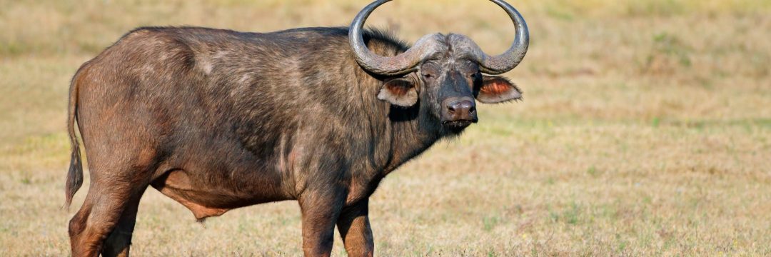 Bee Adventure SAfari (21)