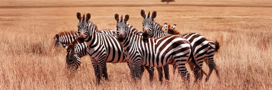 Bee Adventure SAfari (3)