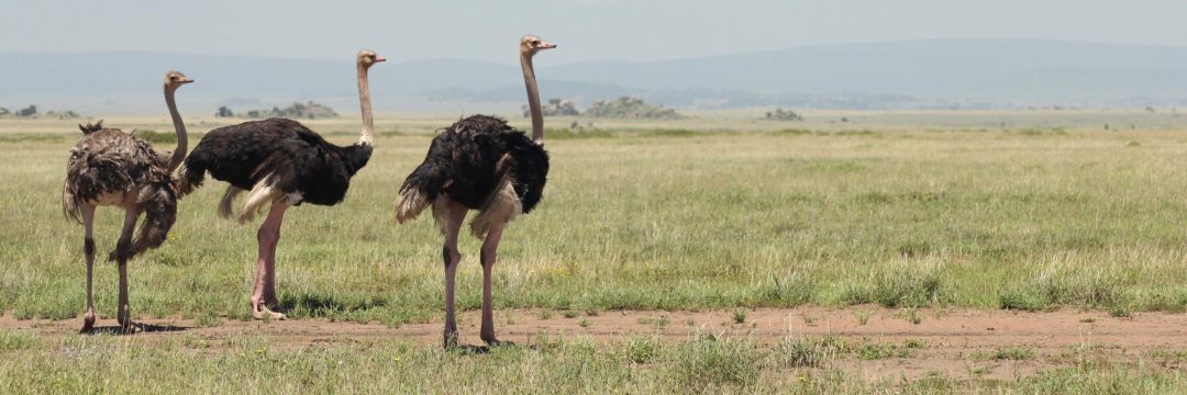 Bee Adventure SAfari (6)