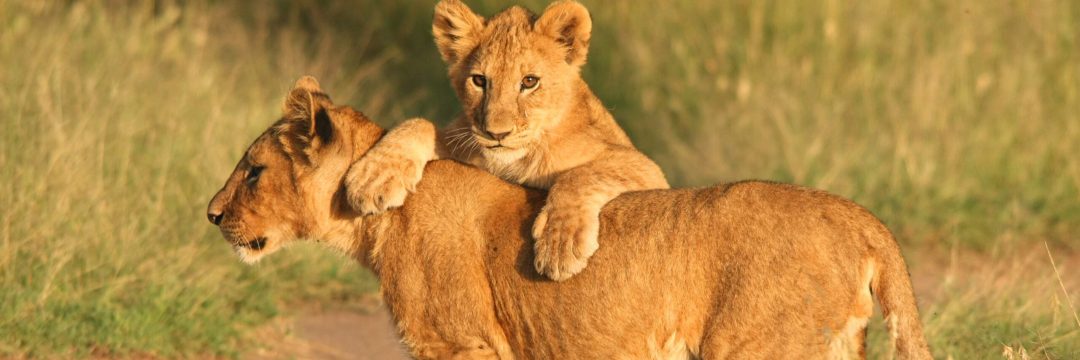 Bee Adventure SAfari (7)