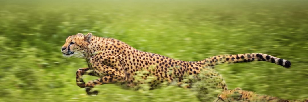 Bee Adventure SAfari (8)