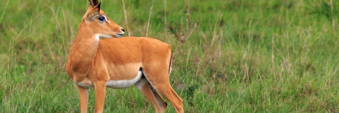 Bee Adventure Safari