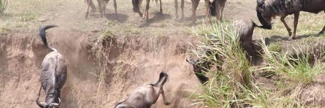 Bee Adventure Safari (3)