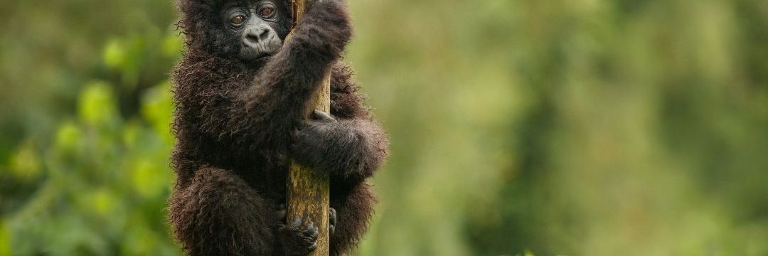 Bee Adventure Safari