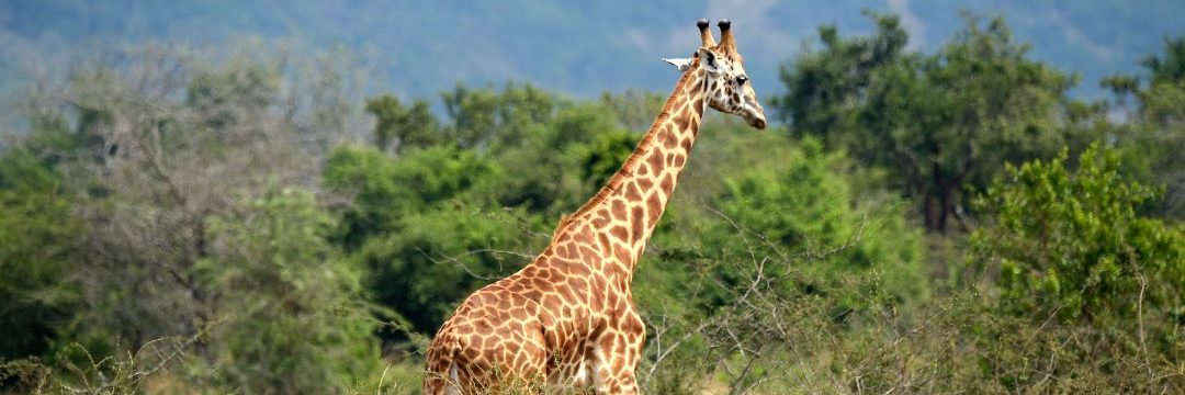 Bee Adventure Safari (5)