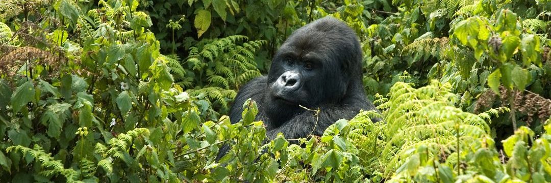 Bee Adventure Safari (6)