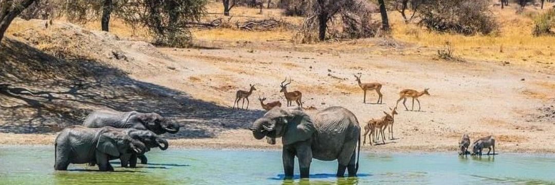 Bee Adventure Safari (8)