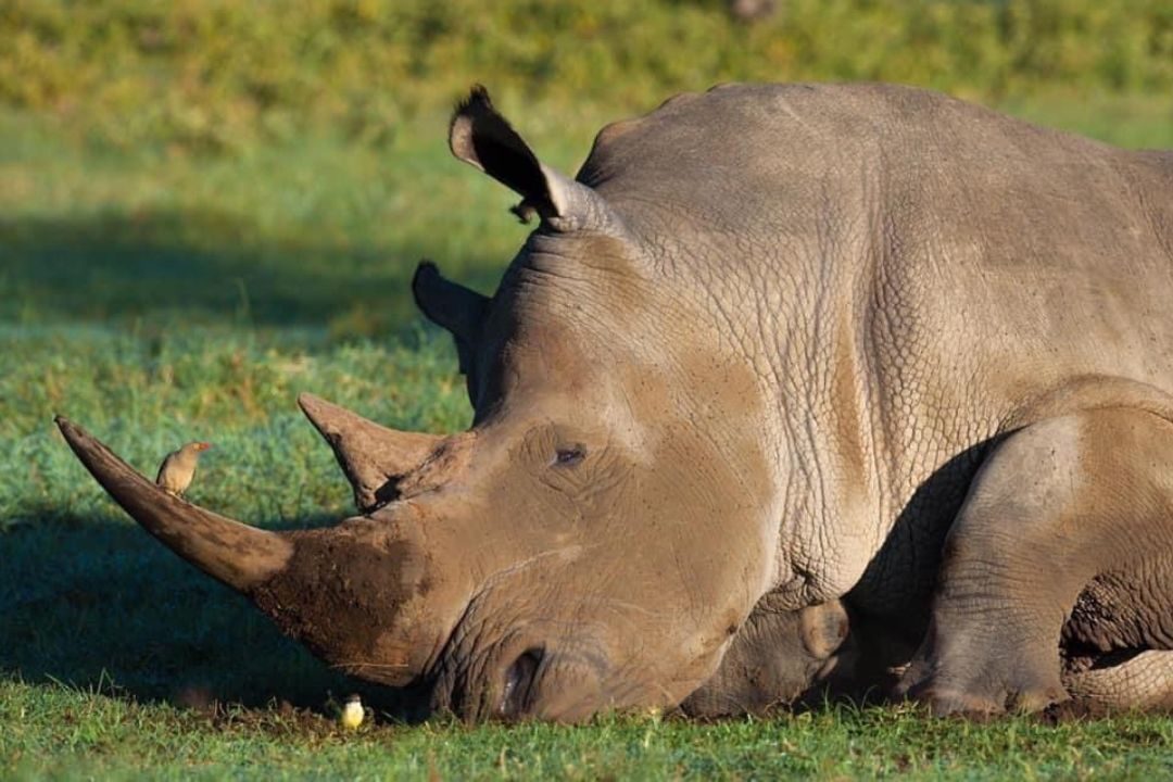 Bee Adventure Safari (9)