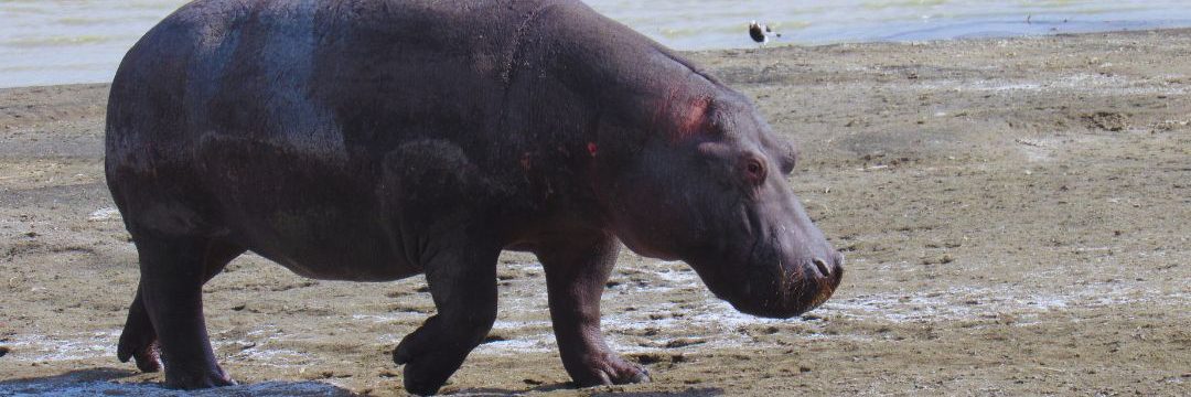 Bee Adventure safari