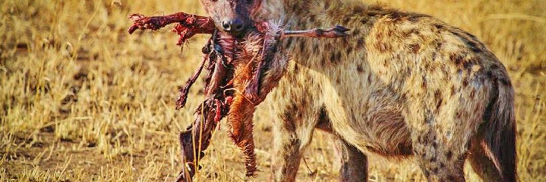 Bee Adventure safari (10)