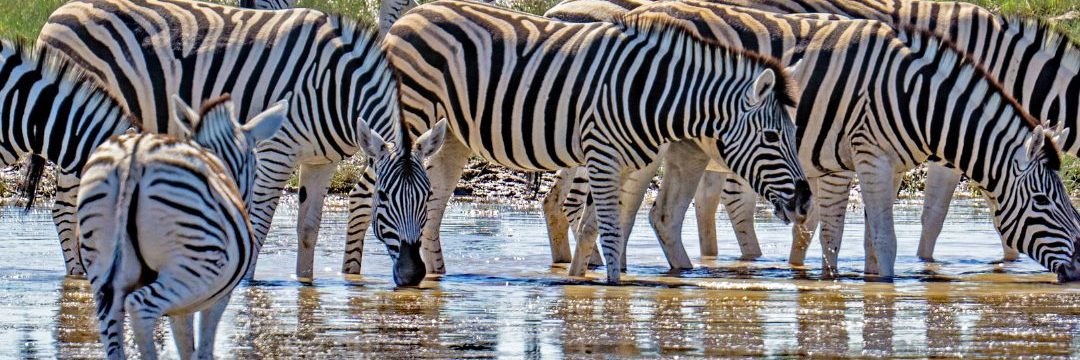 Bee Adventure safari (14)