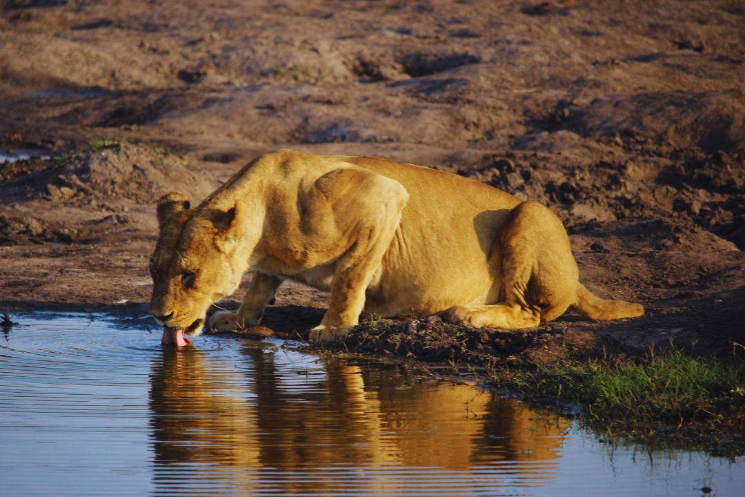 Bee Adventure safari (15)