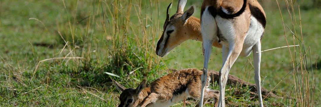 Bee Adventure safari (18)