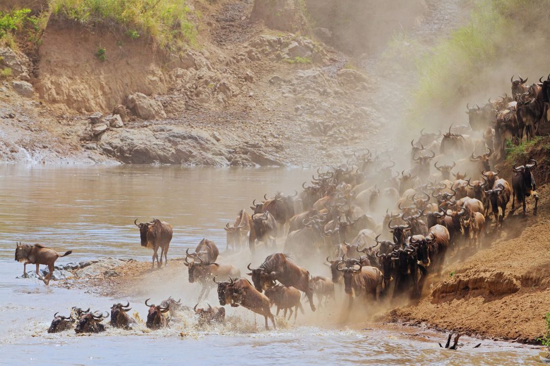 Explore Our Top Great Migration Special Offers
