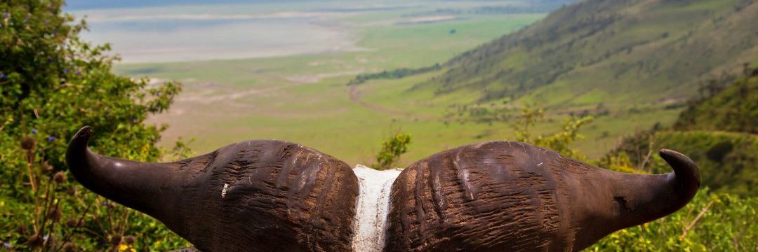 Bee Adventure safari (22)