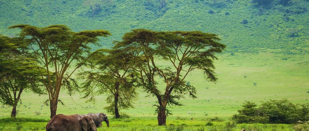 Bee Adventure safari (23)