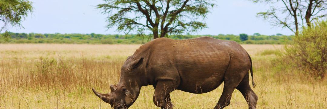 Bee Adventure safari (3)