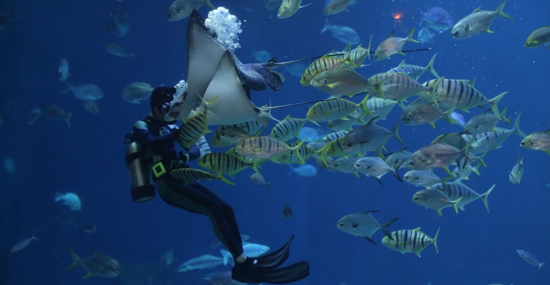 Deep-Sea Fishing Adventures