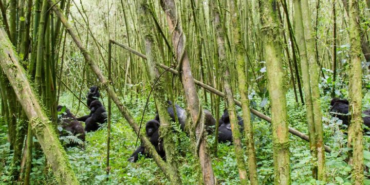 Rwanda-Gorila-and-Safari