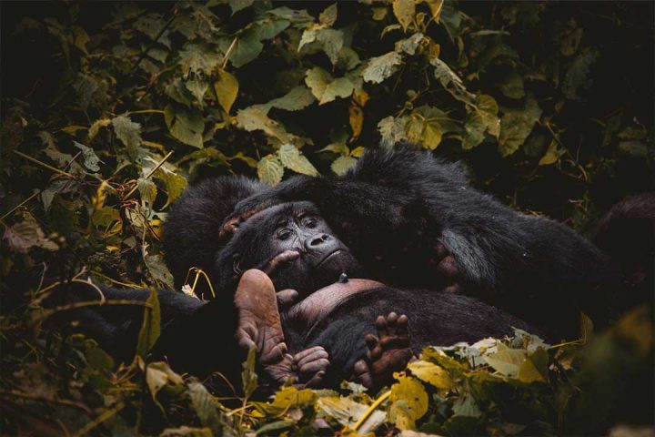 Rwanda's-Nyungwe,-Lake-Kivu-&-Gorillas
